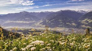 Bergwiese in der Region Hall-Wattens