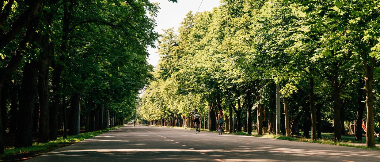 Wien Hauptallee im Prater