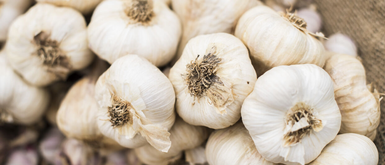 Knoblauch Holzer
