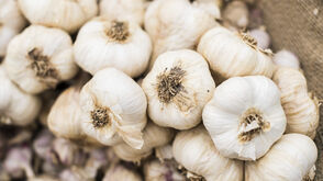 Knoblauch Holzer