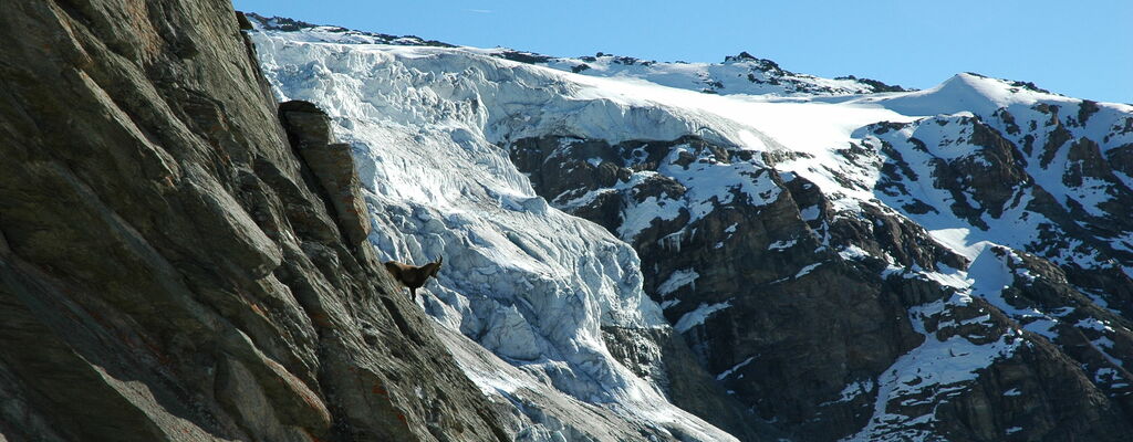 In der Bergwelt des Nationalparks Hohe Tauern kann man mit ein bisschen Glück sogar Steinböcke sehen.