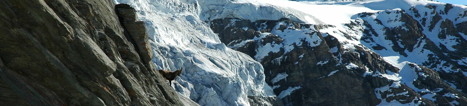 In der Bergwelt des Nationalparks Hohe Tauern kann man mit ein bisschen Glück sogar Steinböcke sehen.