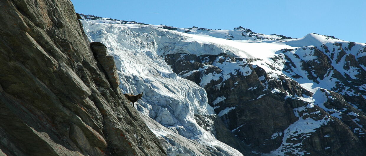 In der Bergwelt des Nationalparks Hohe Tauern kann man mit ein bisschen Glück sogar Steinböcke sehen.