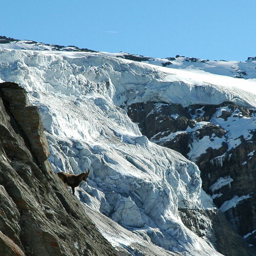 In der Bergwelt des Nationalparks Hohe Tauern kann man mit ein bisschen Glück sogar Steinböcke sehen.