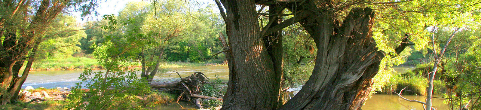 Alte Weide im Nationalpark Donau-Auen