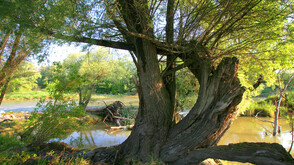 Alte Weide im Nationalpark Donau-Auen