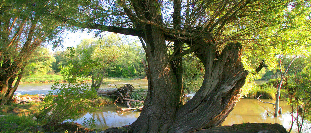 Alte Weide im Nationalpark Donau-Auen