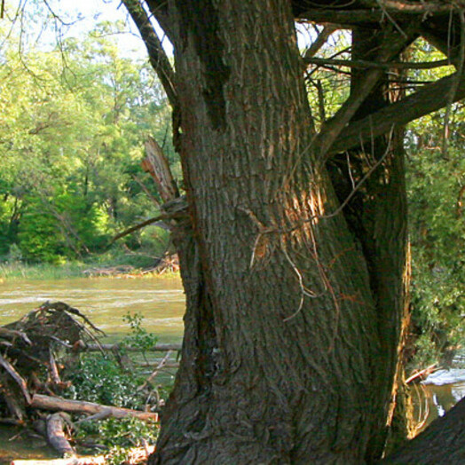 Alte Weide im Nationalpark Donau-Auen