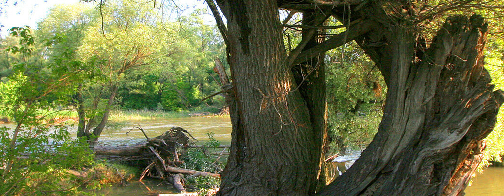 Alte Weide im Nationalpark Donau-Auen