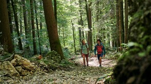 Wer beim Bregenzerwald an Wälder denkt, liegt richtig.