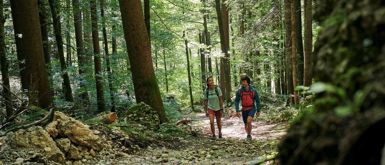 Wer beim Bregenzerwald an Wälder denkt, liegt richtig.