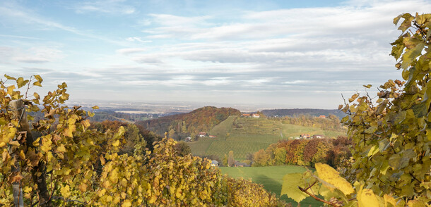 Südsteiermark Herbst Weingarten