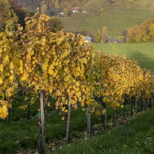 Südsteiermark Herbst Weingarten