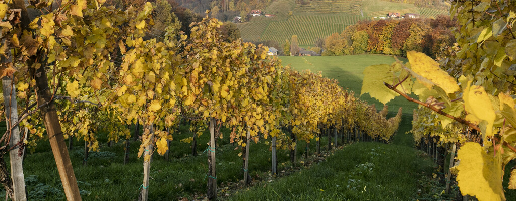 Südsteiermark Herbst Weingarten