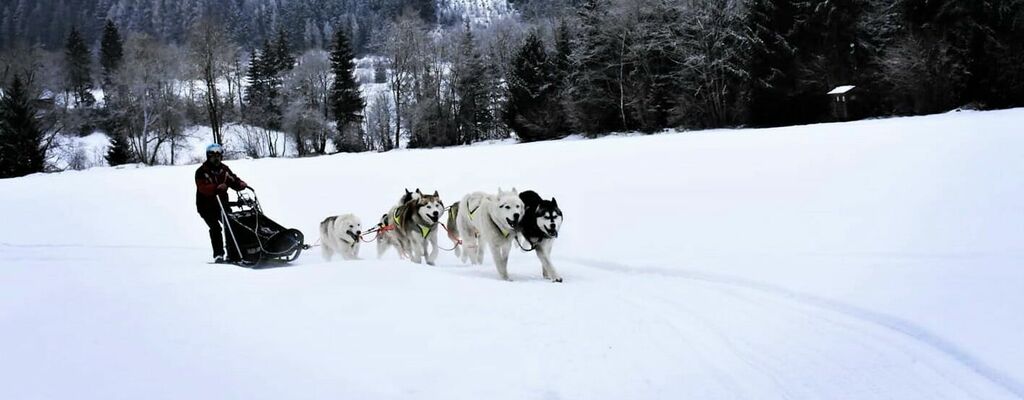 Husky-Schlittenfahrten mit Familie Haberl in der Steiermark