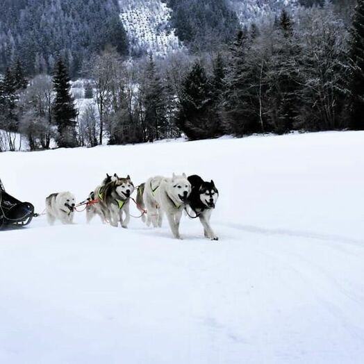 Husky-Schlittenfahrten mit Familie Haberl in der Steiermark