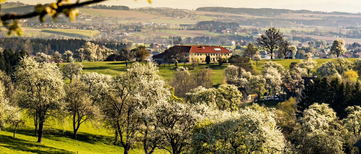 Birnbaumblüte im Mostviertel in Niederösterreich