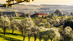Birnbaumblüte im Mostviertel in Niederösterreich