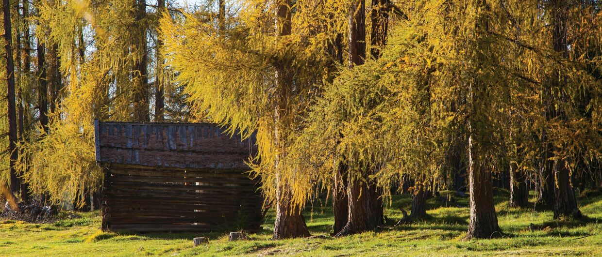 les mélèzes à Mieming changent de couleur