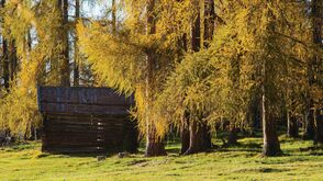les mélèzes à Mieming changent de couleur