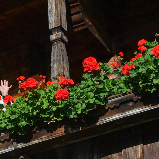 L'été dans l'Alpbachtal (c) Alpbachtal Tourismus