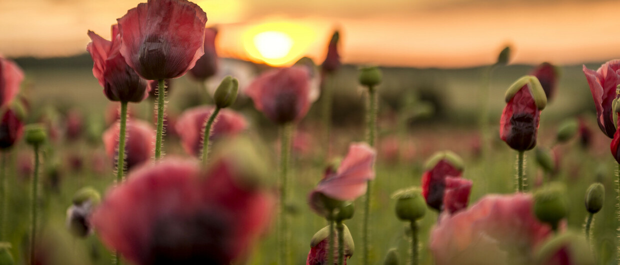 Mohnblumen im Waldviertel