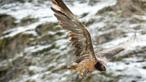 Bartgeier im Nationalpark Hohe Tauern
