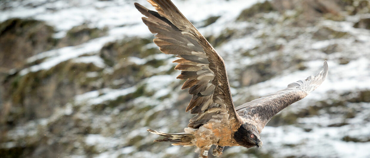 Bartgeier im Nationalpark Hohe Tauern