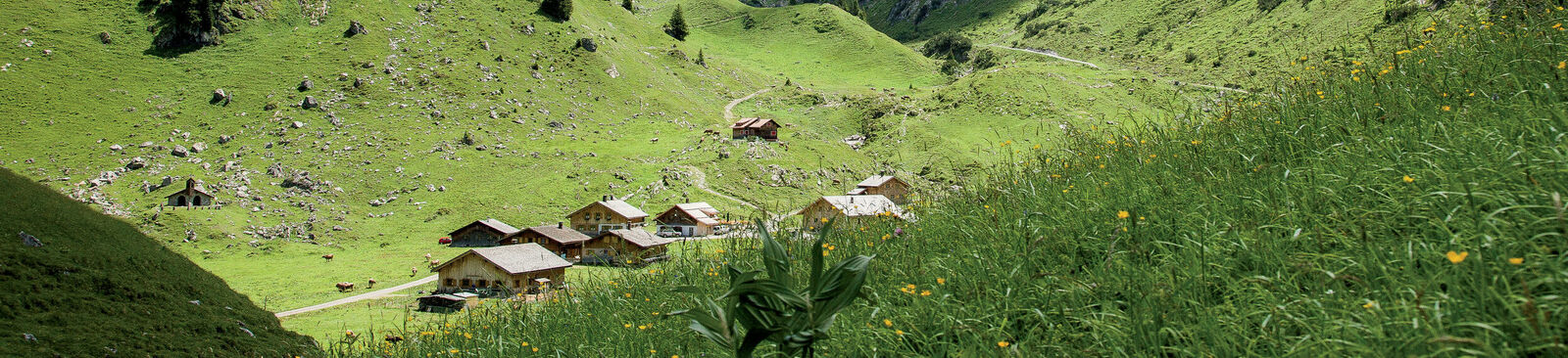 Alpe Laguz im Großen Walsertal (Walserweg E 21)