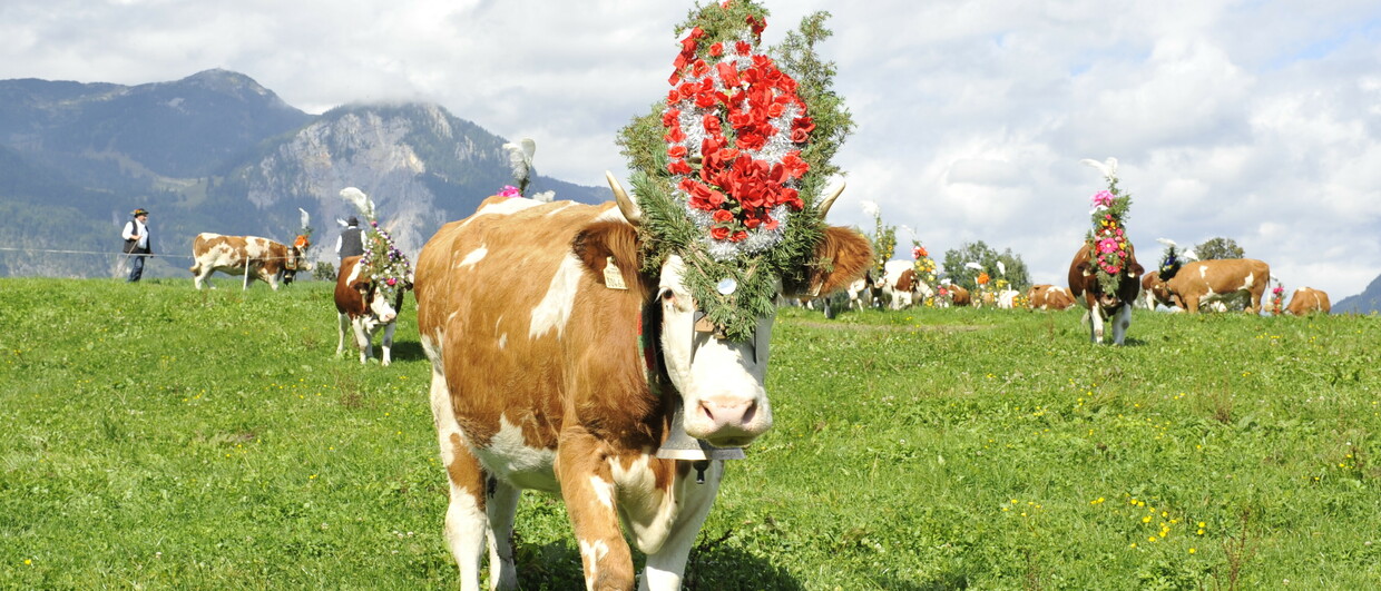 Transhumance à Reith