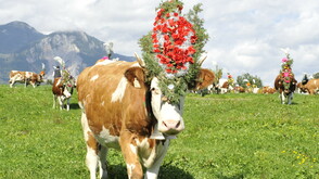Transhumance à Reith