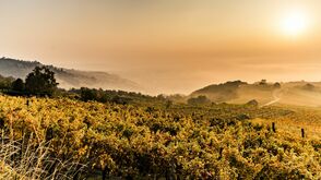 Herbst in der Wachau an der Donau