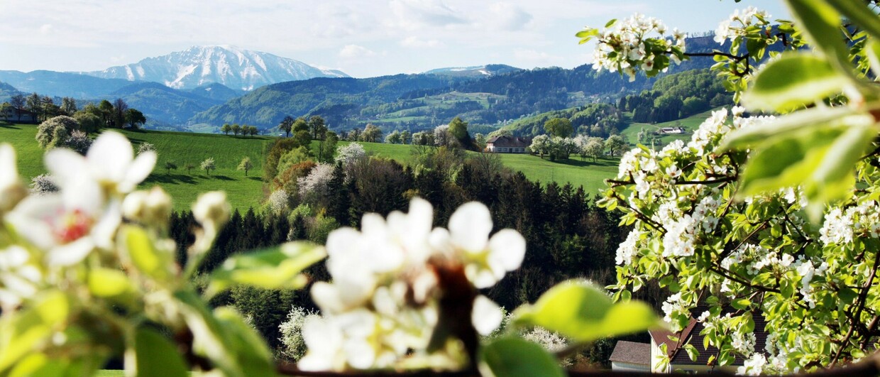 Birnbaumblüte im Mostviertel