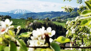 Birnbaumblüte im Mostviertel