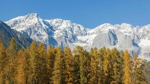 magnificence des couleurs : les mélèzes au Tyrol