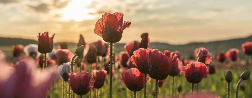 Mohnblüte im Waldviertel