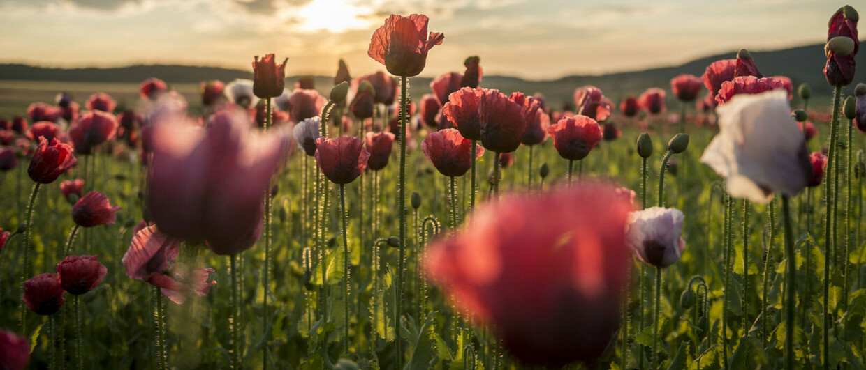 Mohnblüte im Waldviertel
