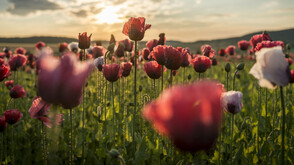 Mohnblüte im Waldviertel