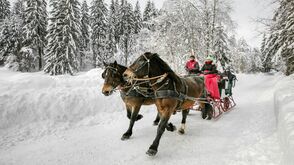 Mit dem Pferdeschlitten durch die malerische Landschaft am Weissensee