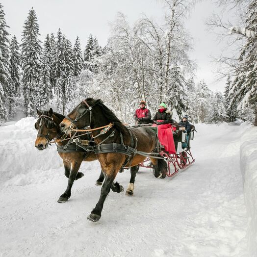 Mit dem Pferdeschlitten durch die malerische Landschaft am Weissensee