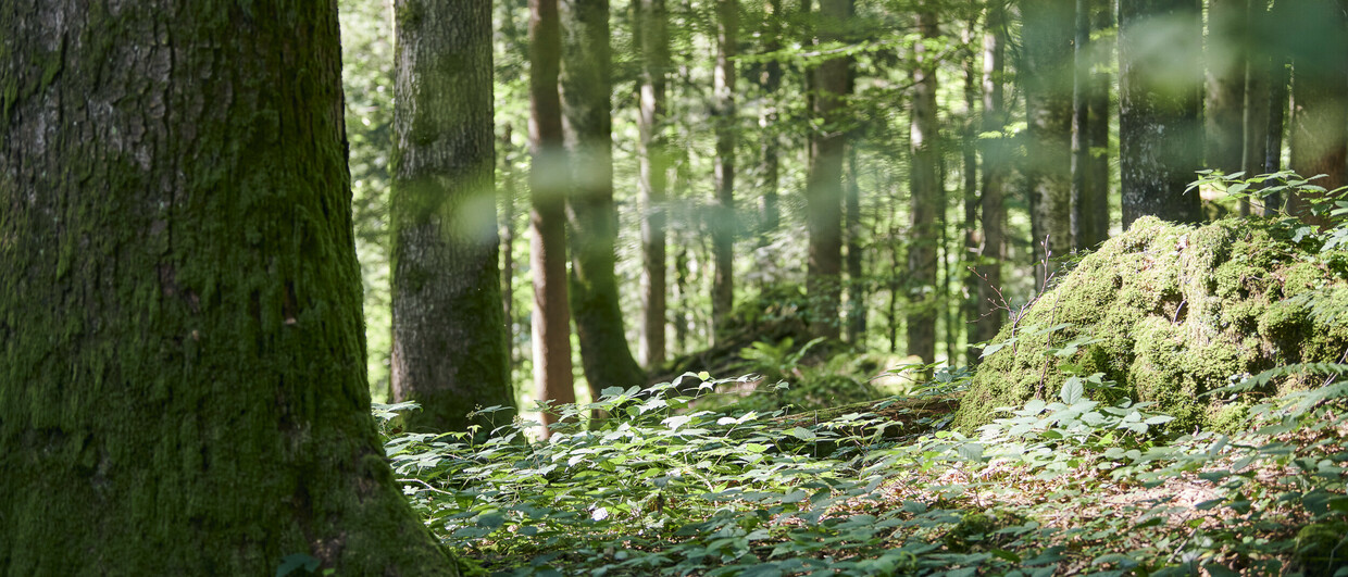 Wald im Lecknerholz