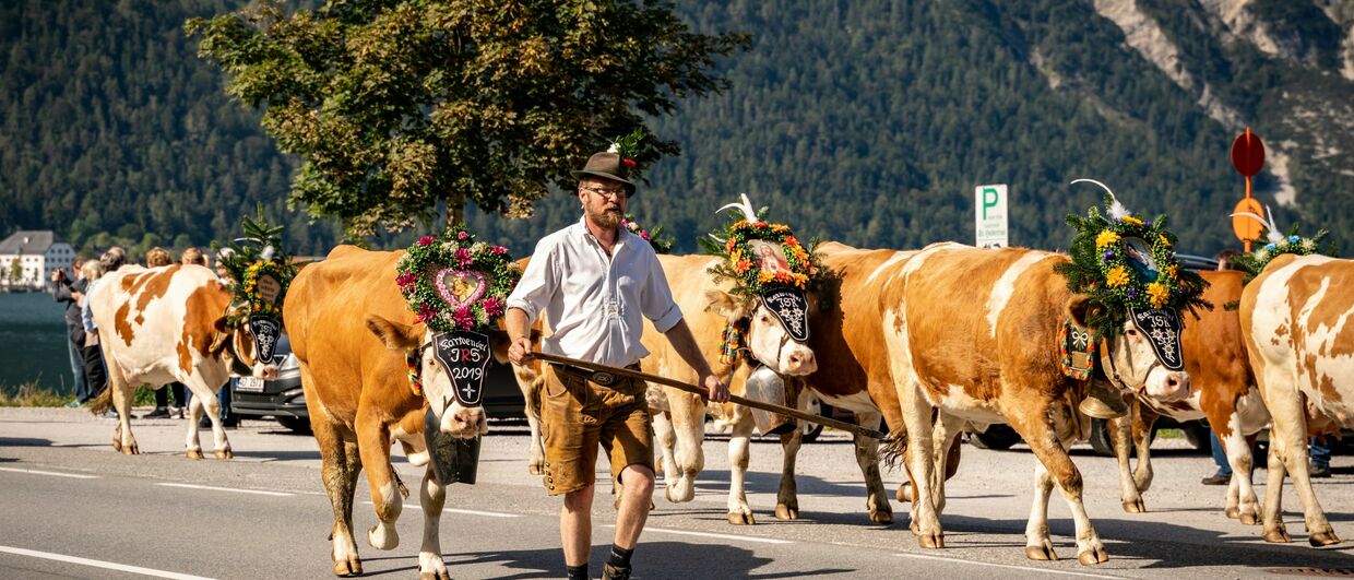 Almabtrieb von der Gramai Alm am Achensee