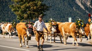 Almabtrieb von der Gramai Alm am Achensee