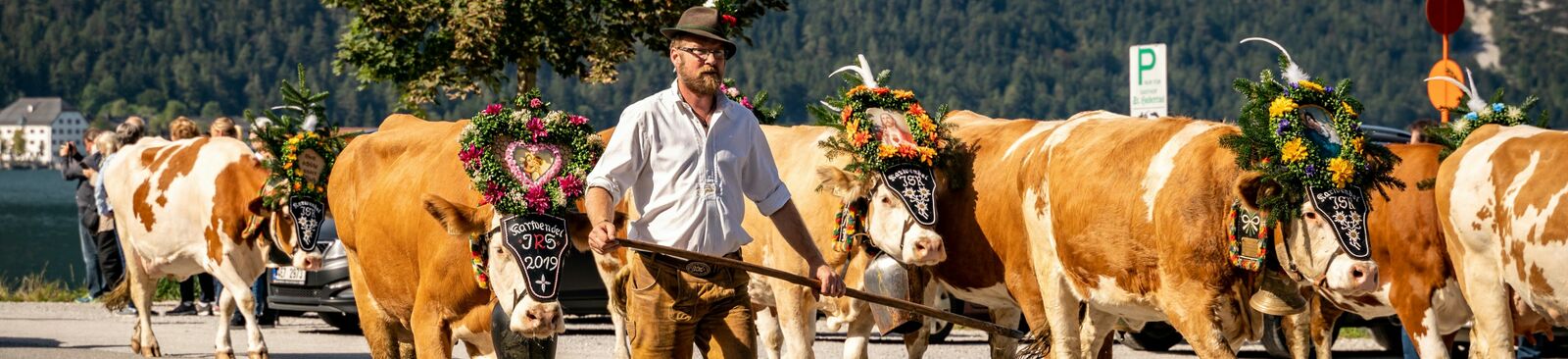 Almabtrieb von der Gramai Alm am Achensee