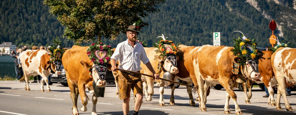 Almabtrieb von der Gramai Alm am Achensee