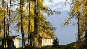 Im Herbst zu goldenen Lärchen wandern