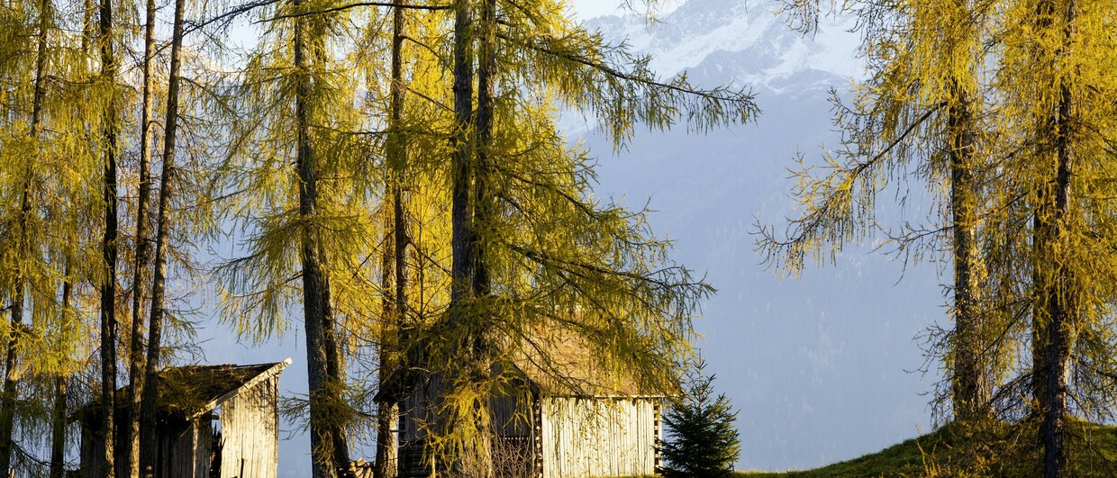 Im Herbst zu goldenen Lärchen wandern
