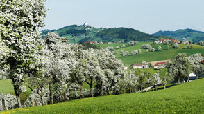 Birnbaumblüte im Mostviertel