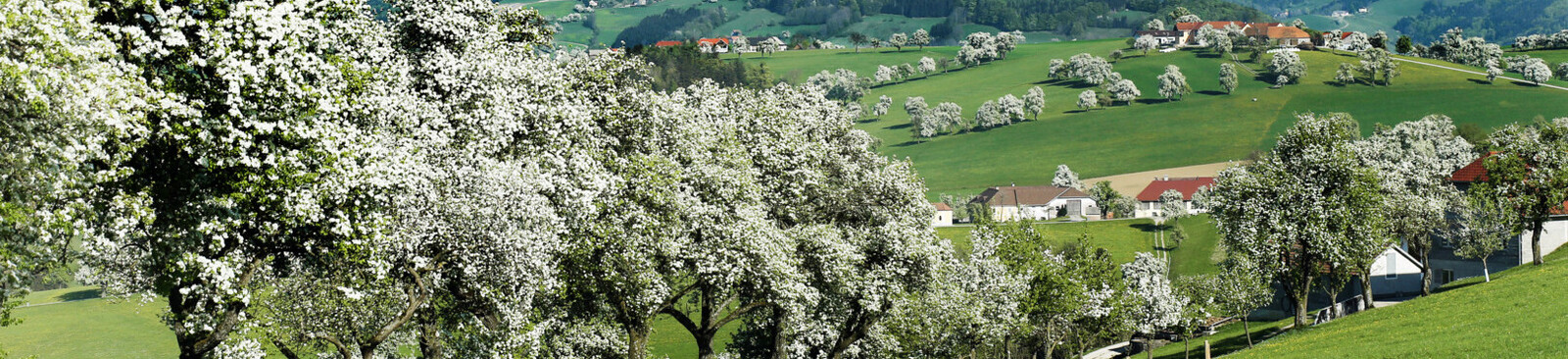 Birnbaumblüte im Mostviertel