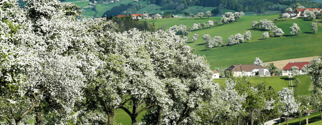 Birnbaumblüte im Mostviertel